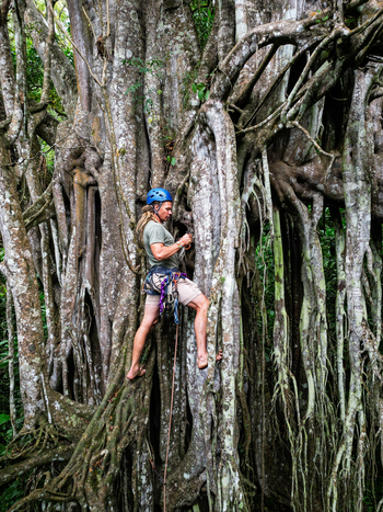 Koroi Forest Camp: Klettern