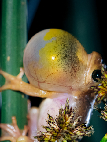 Koroi Forest Camp: Zwerglaubfrosch