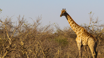 Lianshulu Lodge Lianshulu Lodge: Giraffe