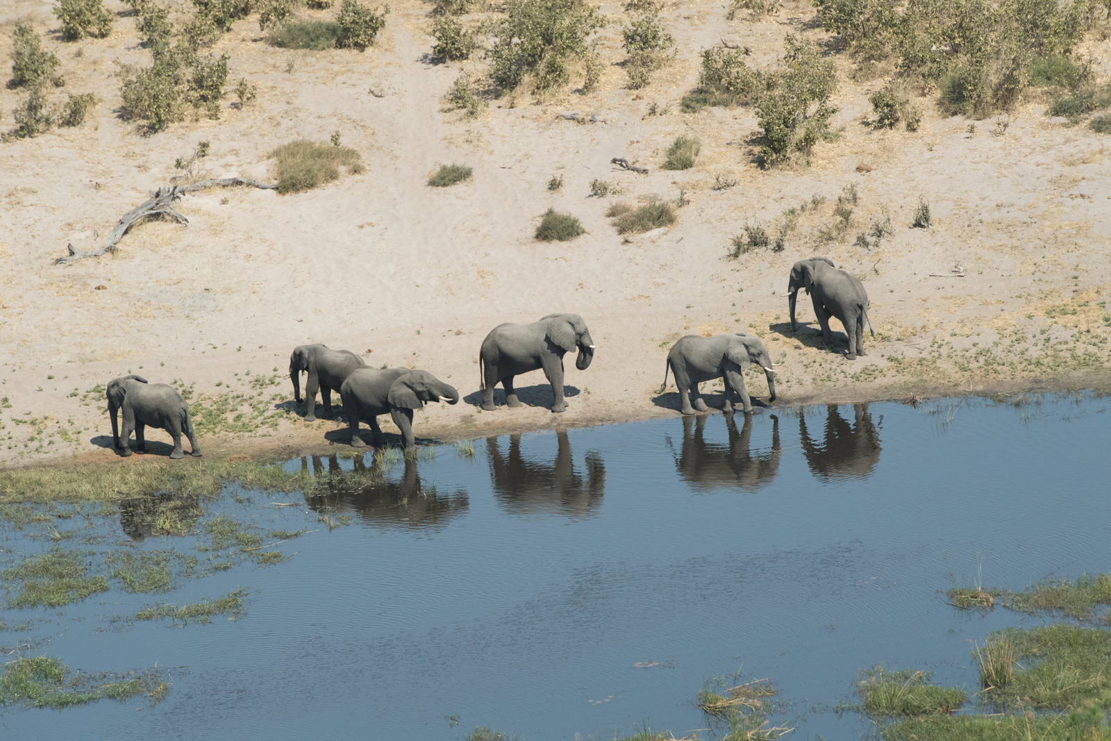 Linyanti Ebony Linyanti Ebony: Elefanten Luftbild
