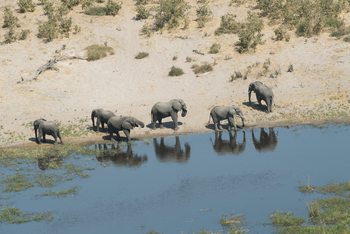 Linyanti Ebony Linyanti Ebony: Elefanten Luftbild