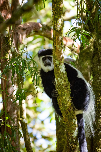 Loldia House: Eburu Forest