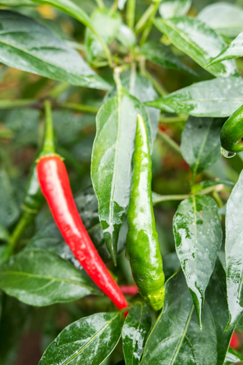 Mihingo Lodge: Chili