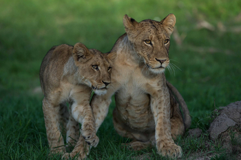 Ntemwa Busanga Bushcamp Ntemwa Busanga Bushcamp: Junge Löwen
