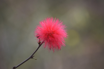 Sunderban Tiger Camp: Calliandra-Blüte