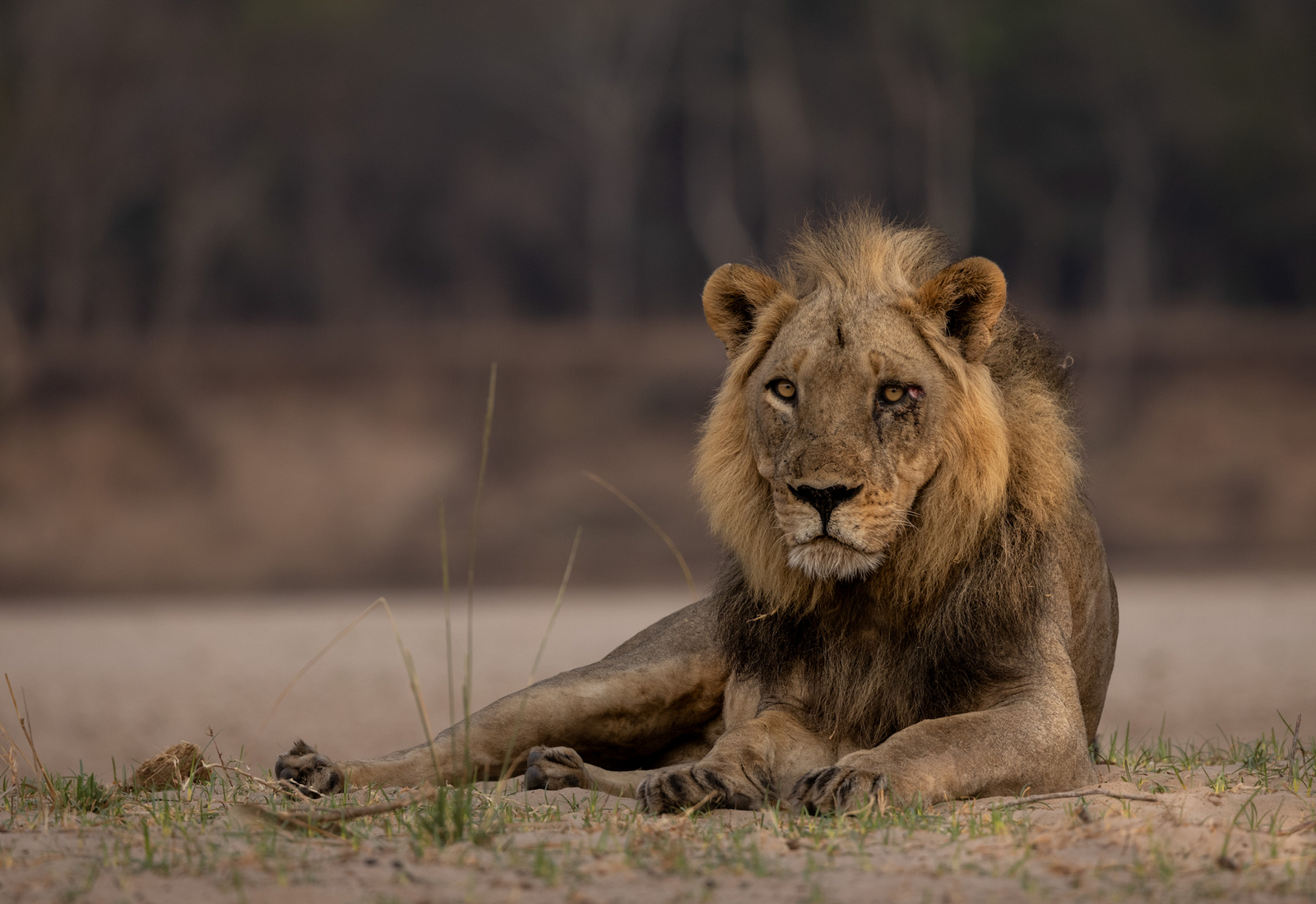 Sungani Lodge Sungani Lodge: Löwe