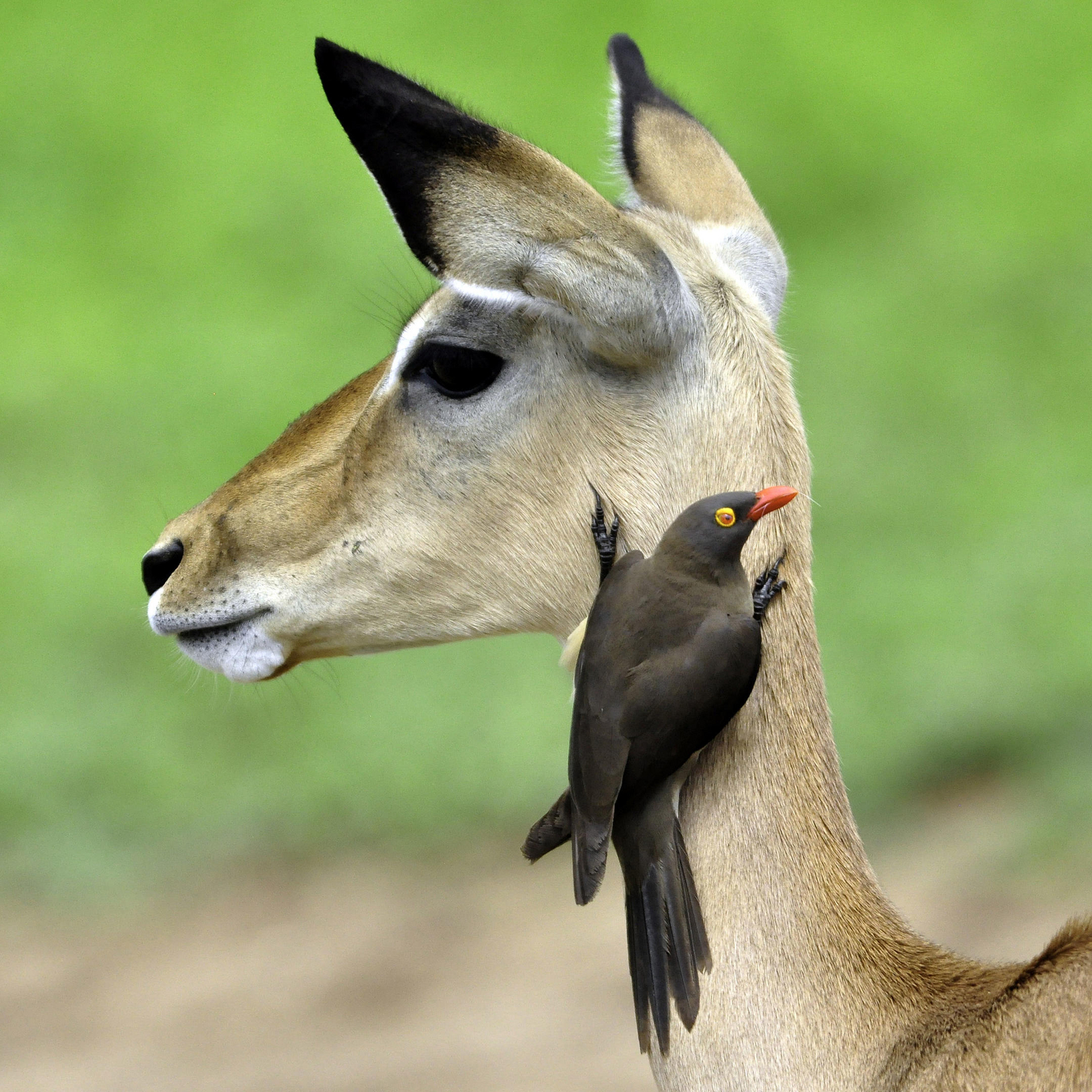 The Old House The Old House: Madenhacker