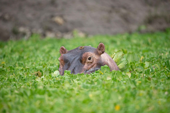 Time + Tide South Luangwa Time + Tide South Luangwa: Hippo