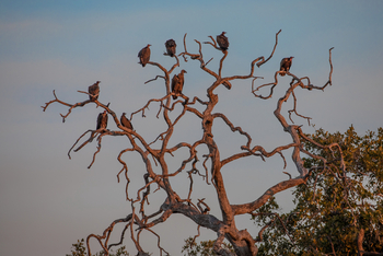 Zarafa Camp: Geierkolonie