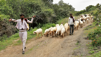 Aramness Aramness: Schafhirten