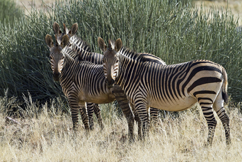 Desert Rhino Camp Desert Rhino Camp: Drei Zebras