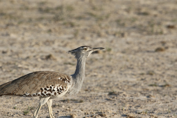 Dolomite Camp: Kori Bustard