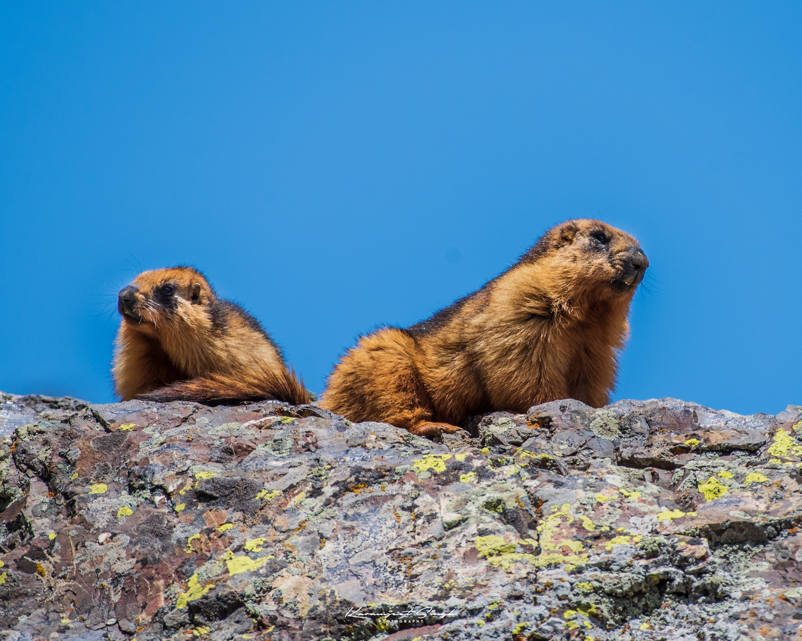 Drenmo Lodge Drenmo Lodge: Murmeltiere