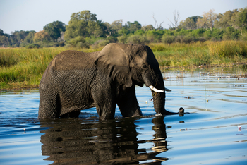 Duma Tau Camp: Elefant im Linyanti