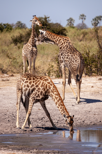 Gomoti Plains Camp: Tiere und Landschaft