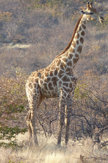 Grootberg Lodge Grootberg Lodge: Giraffe