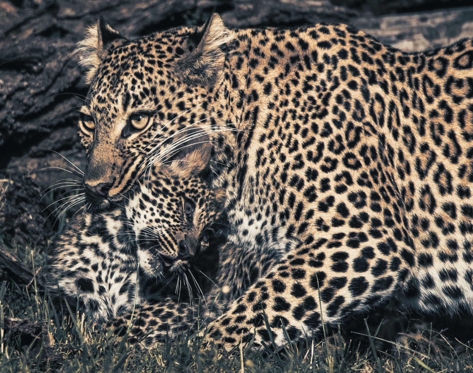 Hemingways Ol Seki Mara Hemingways Ol Seki Mara: Leopardin mit Jungtier