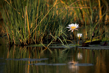 Jackalberry Camp: Seerose