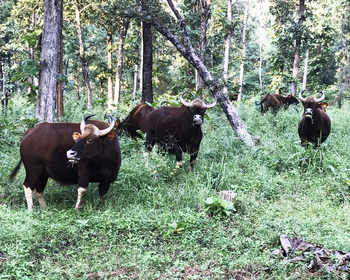 Jamtara Wilderness Camp: Gaur-Gruppe
