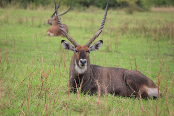 Kasenyi Safari Camp: Männlicher Wasserbock