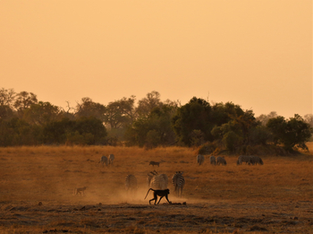 Beagle Expeditions: Pavian