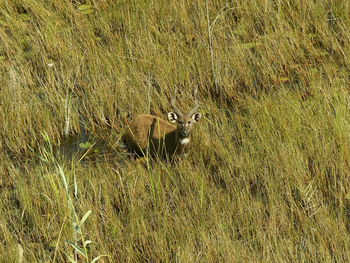 Kwetsani Camp: Sitatunga