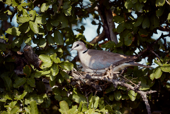 Laba Jongomero: Taube in ihrem Nest