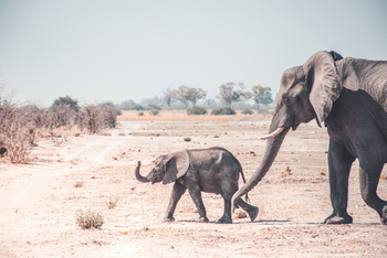 Lebala Camp Lebala Camp: Elefantenbaby
