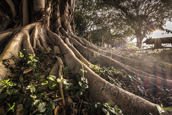 Loldia House: Brettwurzeln