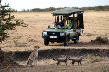 Mara Plains Camp: Gepardin mit Jungen