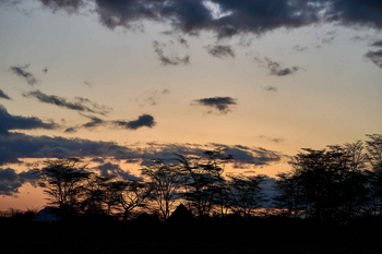 Migunga Tented Camp: Silhouetten von Bäumen bei Sonnenuntergang