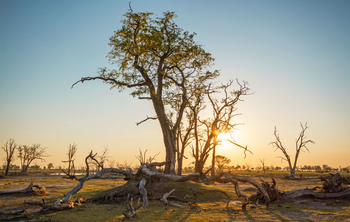 Moremi Game Reserve: Alte Bäume