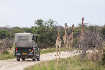 Mushara Game Drive: Giraffenherde
