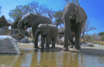 Mwagusi Safari Camp: Elefanten am Wasserloch