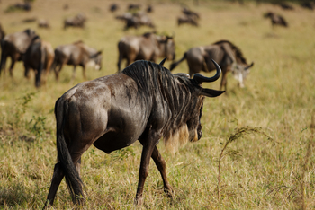 Nasikia Mobile Migration Camp: Gnu