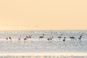 Nata Lodge Nata Lodge: Flamingos