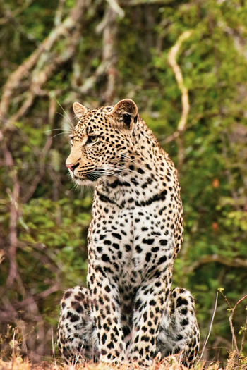 Nokanyana Camp: Sitzender Leopard