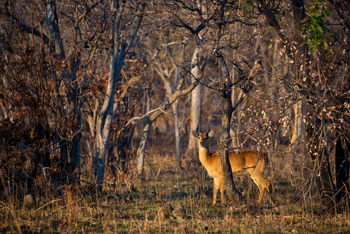 Ntemwa Busanga Bushcamp Ntemwa Busanga Bushcamp: Puku