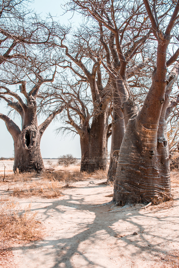 Nxai Pan Camp: Baobab-Hain