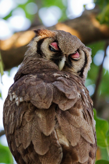 Okuti Camp: Uhuportrait