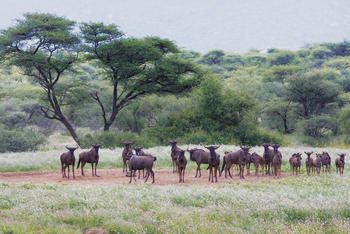 Old Traders Lodge: Gnus