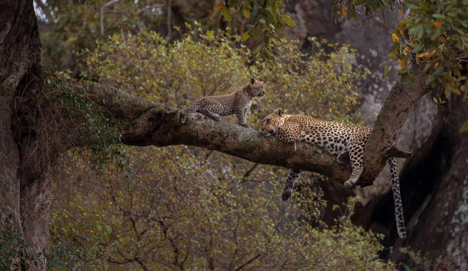 Ole Serai Camp Seronera Ole Serai Camp Seronera: Leoparden auf einem Baum