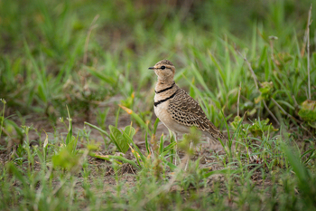 Olkeri Camp: Doppelband-Rennvogel