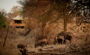 Olkeri Camp: Elefanten am Wasserloch