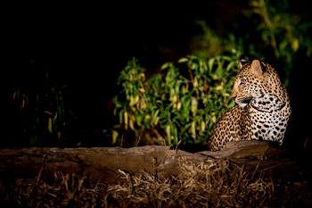 Royal Zambezi Lodge: Leopard bei Nacht
