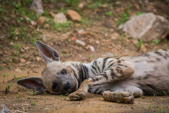 Sawai Vilas: Streifenhyäne