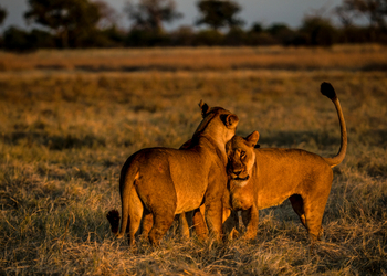 Selinda Camp Selinda Camp: Sonnenuntergang