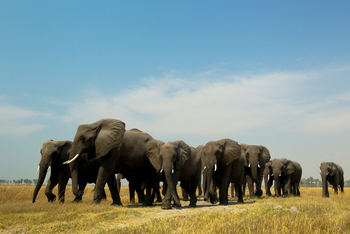 Selinda Explorers Camp Selinda Explorers Camp: Elefantenherde