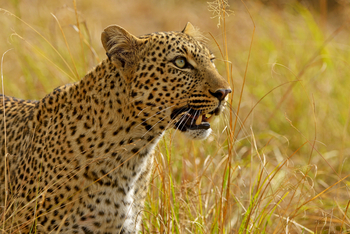 Soroi Mara Bush Camp: Leopard