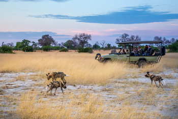 Splash Camp: Wildhunde